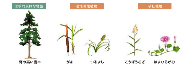 比較的良好な地盤/湿地体性植物/砂丘植物