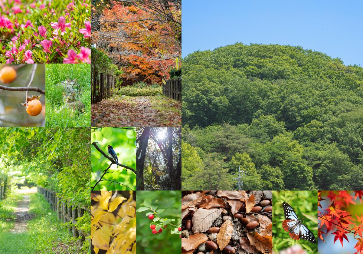 高森山公園まで約700m（徒歩9分）　ゆっくり歩いて１時間程度のお散歩コースになるどんぐり山です。
広い駐車場が完備されており、駐車場から配水場の横を通って山頂までは10分程です。
自然豊かな場所で森林浴ができそうですね。