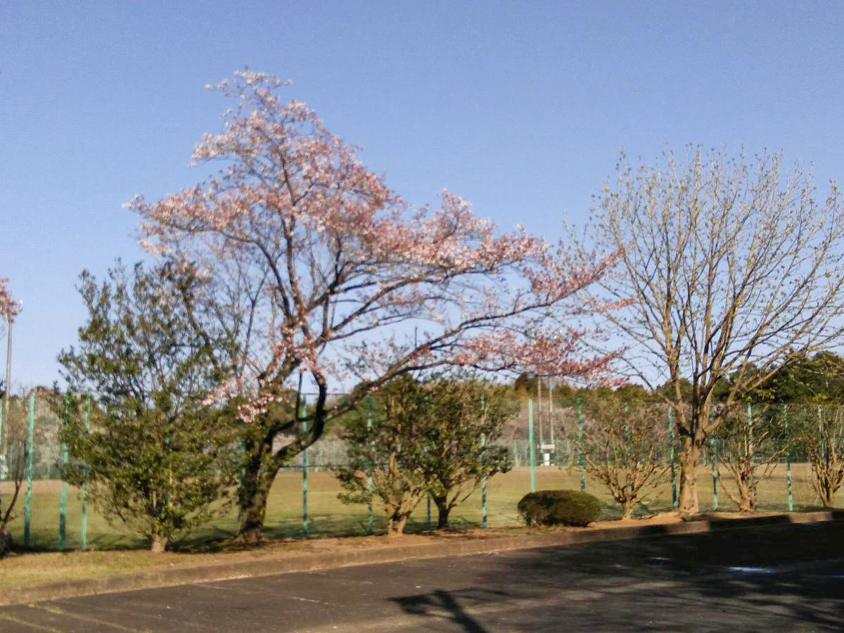 元石川市民運動場まで約1.3km（徒歩17分）　運動場が新設しています。芝すべりが楽しめ、春にはお花見も出来ます。
