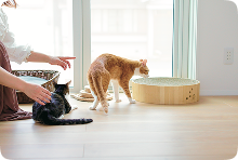 猫がくつろぐ大きな窓