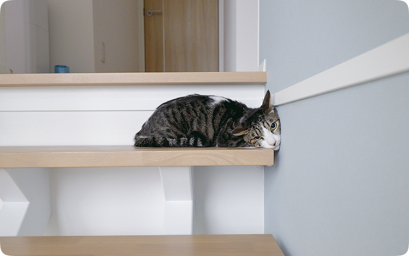 キャットステップで階段を上る猫