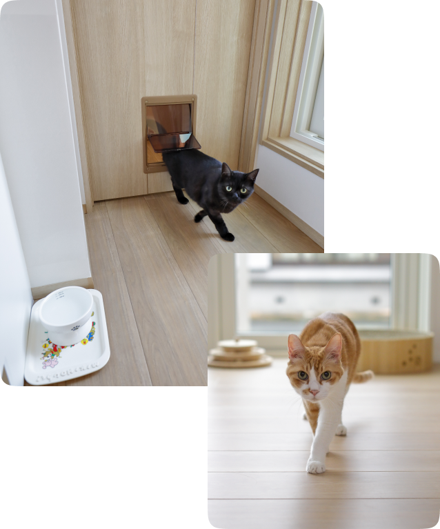 フローリングの上をゆったりと歩く茶白の猫