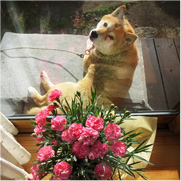 春の花と犬の写真
